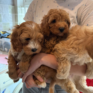 Cavapoo pups