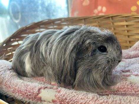 Coronet boy guinea pig