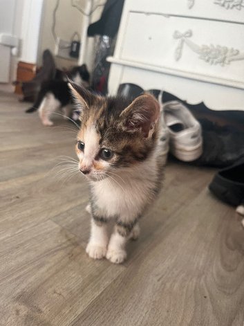 Mixed kittens