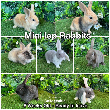 Mini lop babies