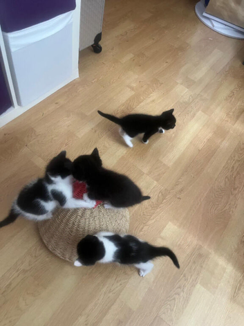 Cross ragdoll kittens 1 male 3 female