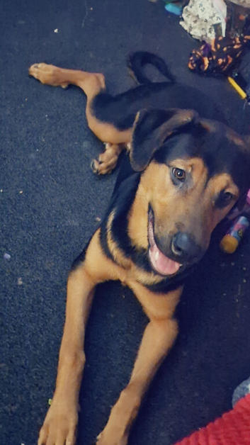 8 month german shepherd cross rottweiler