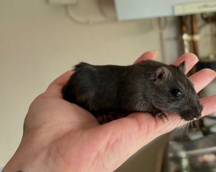 2 Mongolian gerbils