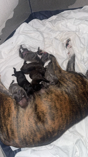Male puppy