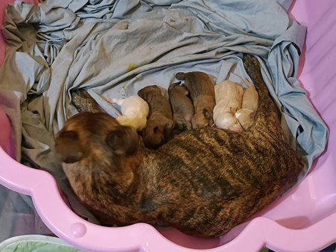 Puppies