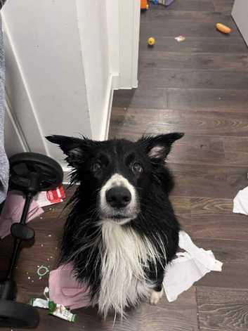 4 year old black and white border collie for stud only