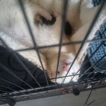 2 ferrets pet only