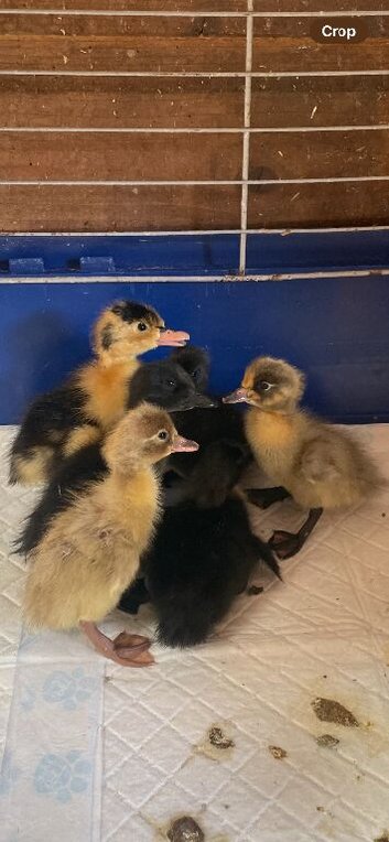Ducklings