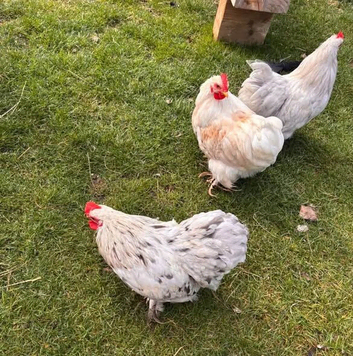 6 roosters for rehome, 3 pekin bantams 3 seramas