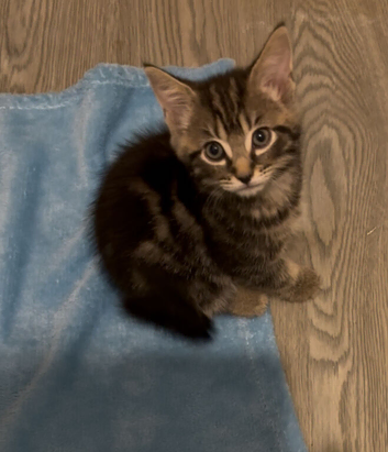 1 Beautiful Tabby Kitten left