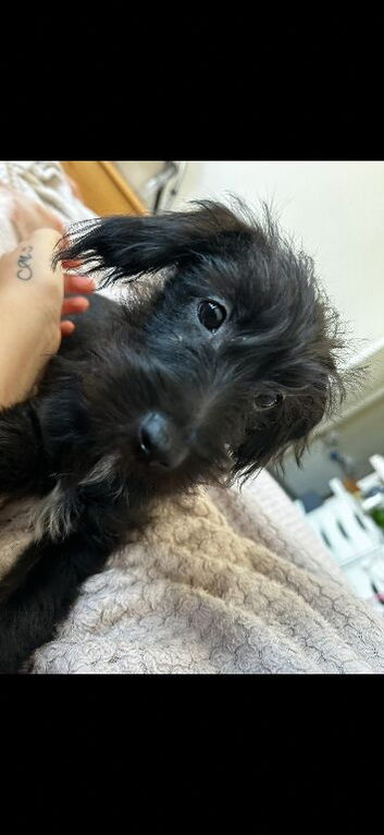 Jackapoo for sale collection only