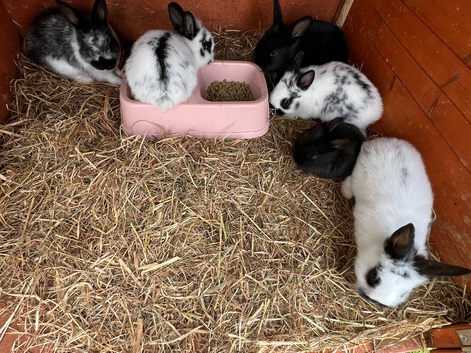 Beautifully coloured lion head rabbits