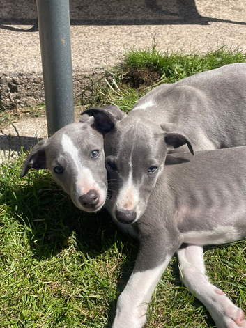 Beautiful KC registered whippets puppies for sale