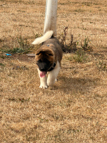 KC American Akita