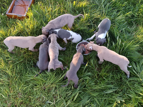 6 gorgeous whippet pups