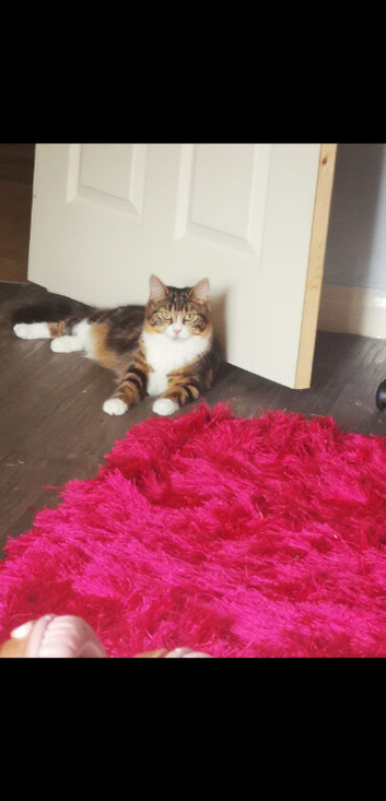 Female cat