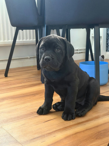 Bullador puppies