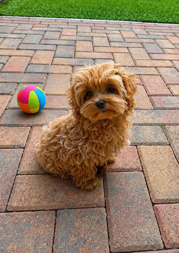 Ready Now. Unique Teacup Asian Maltipoo Puppies , DNA tested parents
