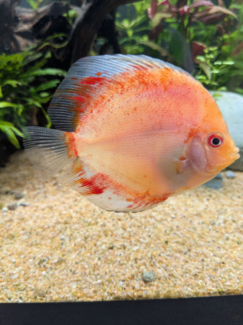 3discus fish