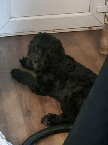 Rehome Buddy
