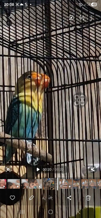 Beautiful pair of Lovebirds for sale