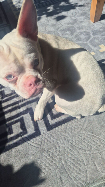 French bull dog