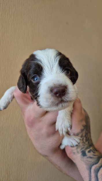 5 sprockerspaniel pups for sale