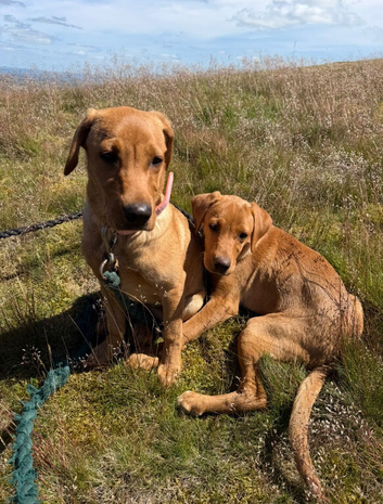 REALLY GOOD LOOKING FOX RED PUPPY LABRADOR BITCH