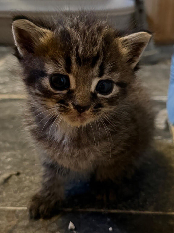 2 Tabby grey kittens girl and boy