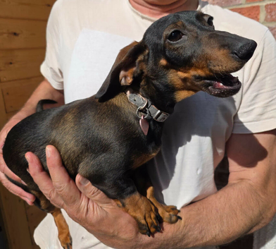 Dachshunds