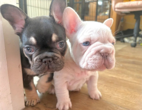 Fluffy French Bulldog Puppies