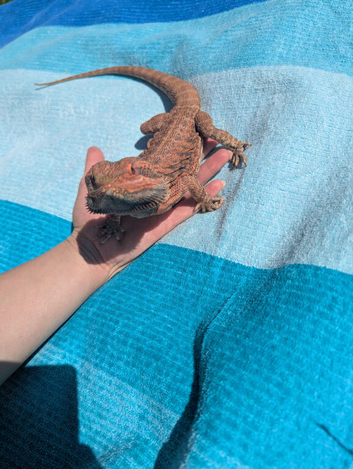 Male bearded dragon