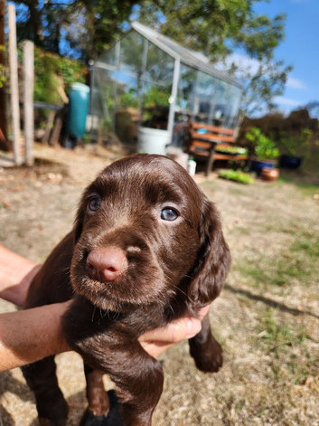 Cocker Spaniel Puppies