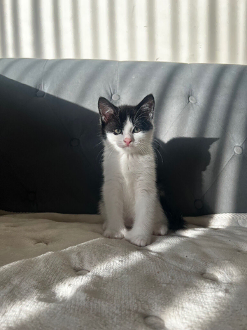 Kittens looking for new homes