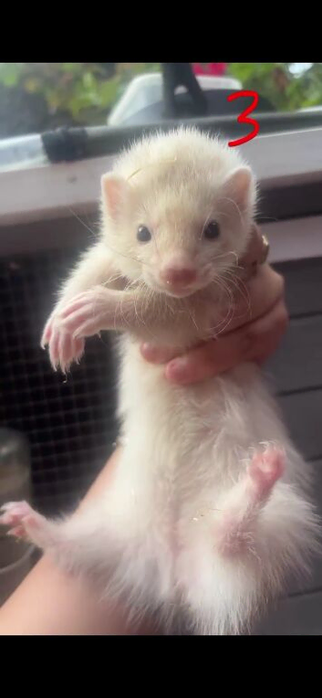 Semi angora ferrets 9 weeks old