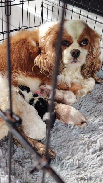 Cavalier king Charles