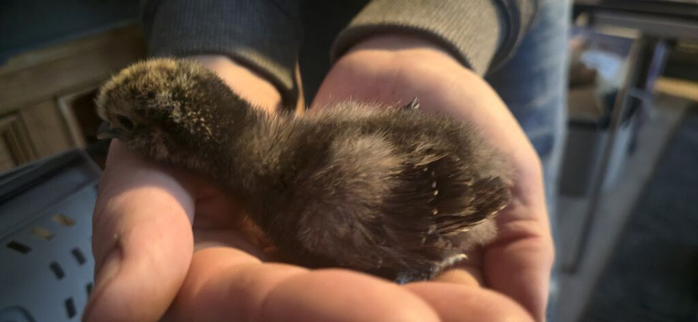 Partridge pekin bantam x silkie chicks