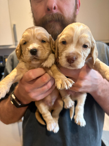 Worker cocker spaniel boy puppies