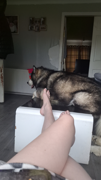 Loving male malamute looking for a female to breed