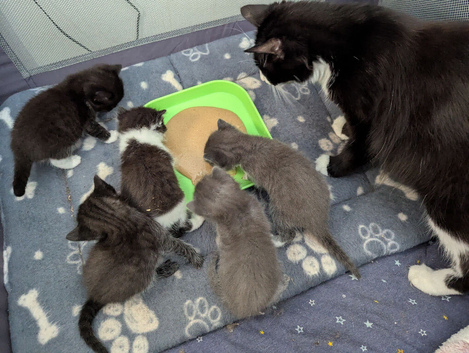 Kittens
