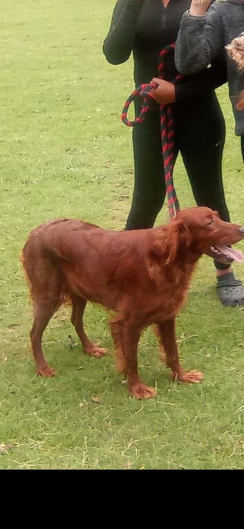Beautiful red setter