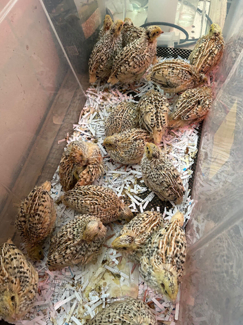 Unsexed quail chicks for sale