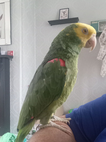 Parrot and cage for sale