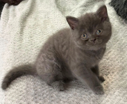 Female British shorthair kitten
