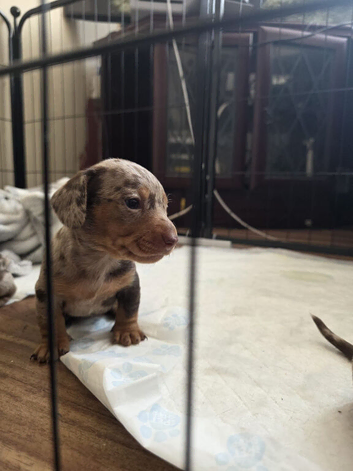 Miniature dachshund