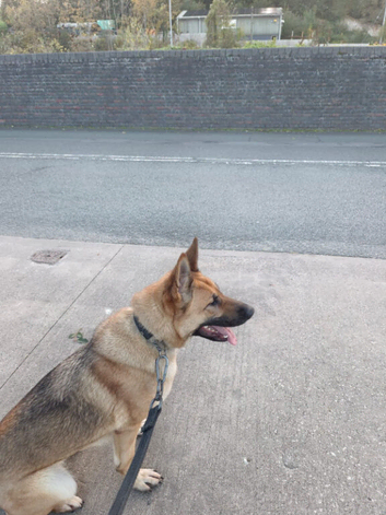 2 year old k9 trained Female