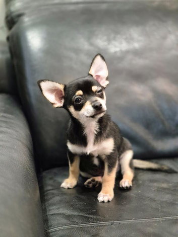 Beautiful Chihuahua