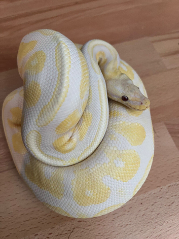 Royal Pythons