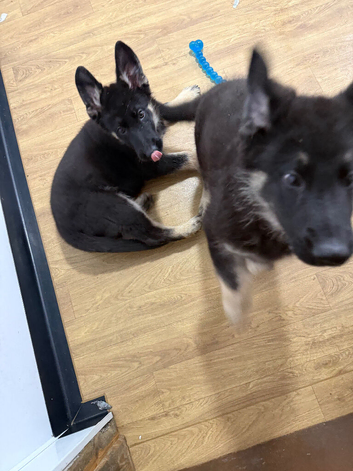 Reduced further to sell kc registers German shepherd pup