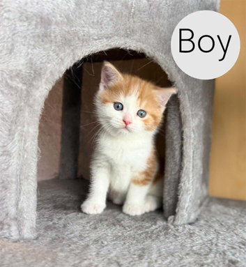 Ginger Boy